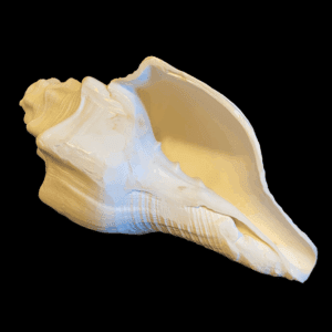Large Conch Shell