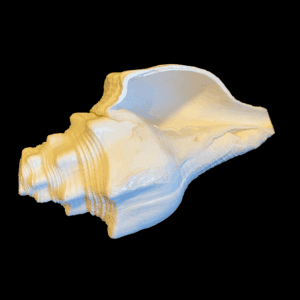 Small Conch Shell