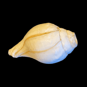 Natural Conch Shell